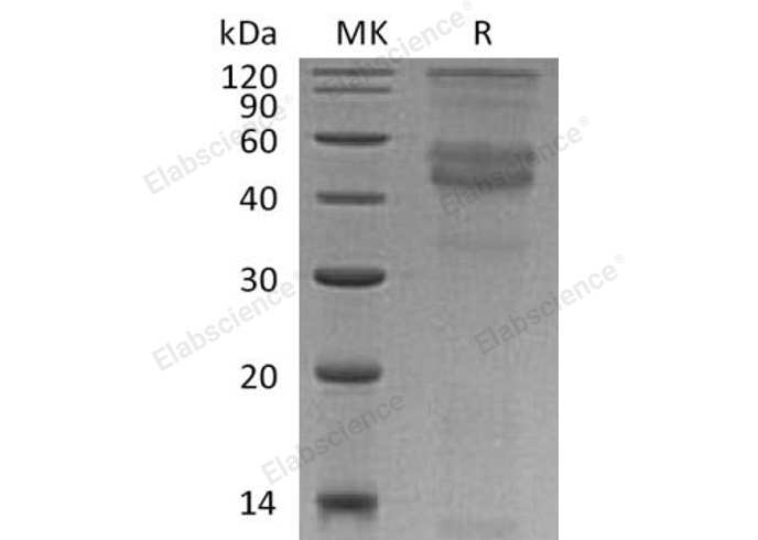 Валидация Elabscience PKSH032347(2837)