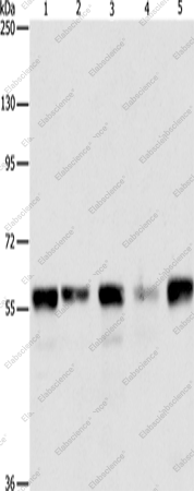 Вестерн-блоттинг, ARIH2, клетки HeLa, Jurkat, 293T, K562 и ткань яичка мыши