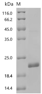 SDS-PAGE