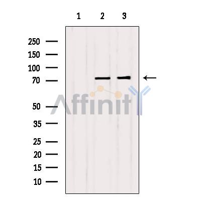 Валидация Affinity AF6344 - 3625