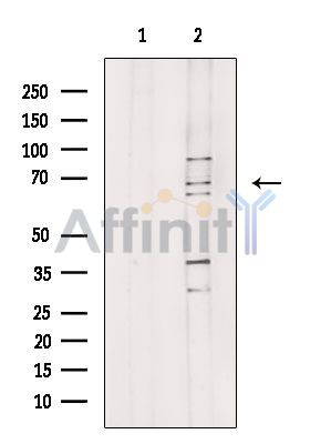 Валидация Affinity AF6946 - 4120