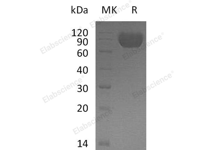 Валидация Elabscience PKSH032772(3196)