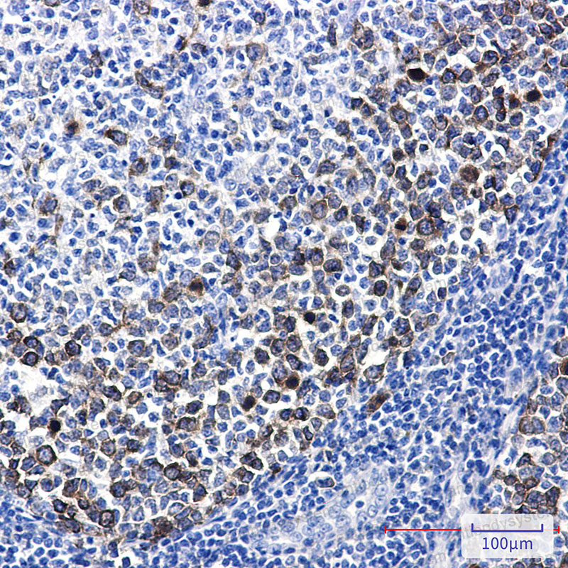 Валидация AntibodySystem RHN24405