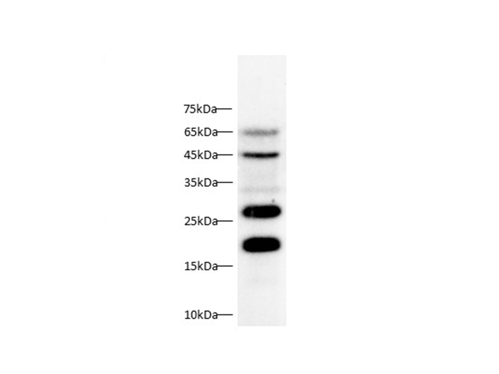 Валидация Elabscience D-AB-10435L