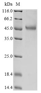 SDS-PAGE