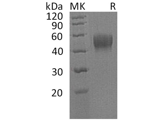 Валидация Elabscience PKSH033389(3719)