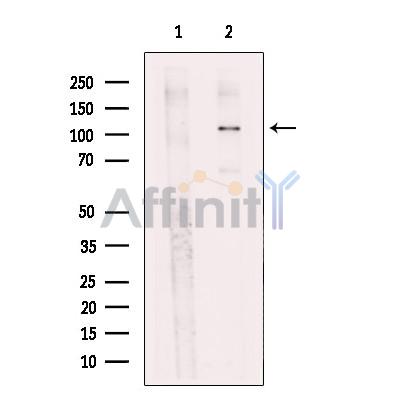 Валидация Affinity DF12497 - 7075