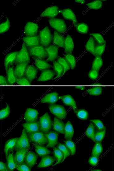 Иммунофлуоресценция, ASPH, клетки HeLa