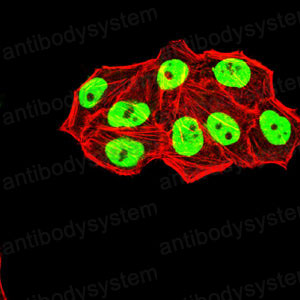 Валидация IF - AntibodySystem RHE40508