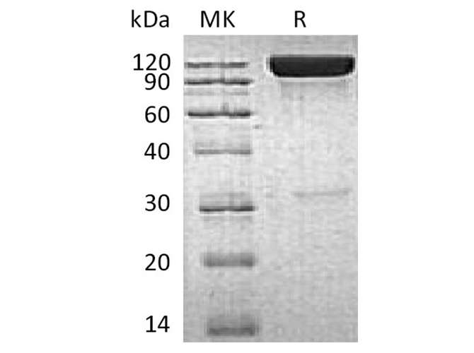 Валидация Elabscience PKSH032601(3048)