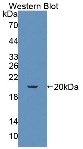 58324