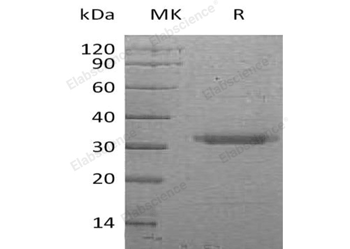 Валидация Elabscience PKSH033153(3510)