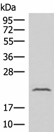 Валидация Elabscience E-AB-52032