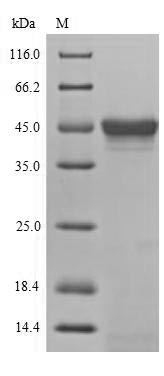 SDS-PAGE