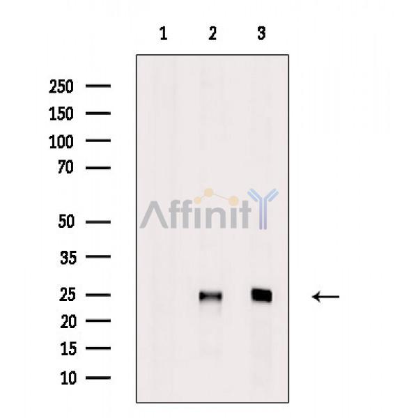 Валидация Affinity DF3230 - 14064