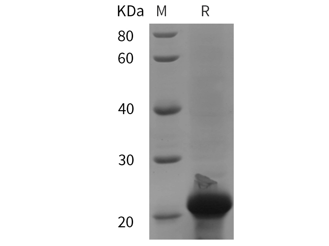 Валидация Elabscience PDEM100258(590)