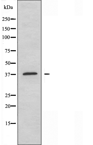 Валидация Affinity DF3784 - 14885