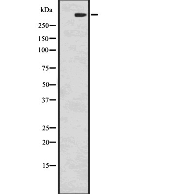 Валидация Affinity DF3000 - 13737