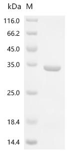SDS-PAGE