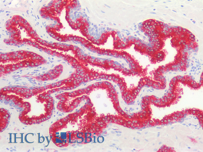 Валидация Elabscience D-AB-10166L