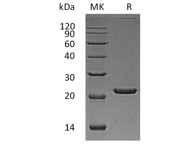 Валидация Elabscience PKSH033328(3660)
