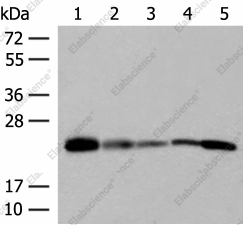 Вестерн-блоттинг, MT-CO2, клетки 293T, 231, HUVEC, HeLa и A549