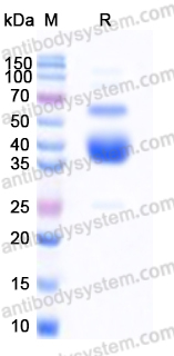 AHD72802, SDS-PAGE