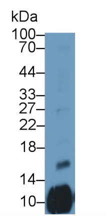 20229