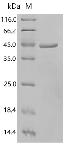 SDS-PAGE