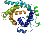 Carnitine Acylcarnitine Translocase (CACT)