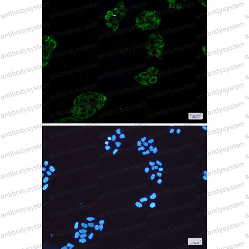 Валидация IF - AntibodySystem RHB97601