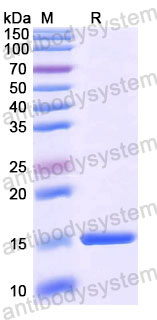 Валидация SDS-PAGE - AntibodySystem RHE05501