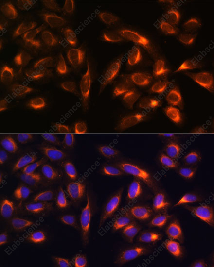 Иммунофлуоресценция, PTCD1, клетки U-2 OS