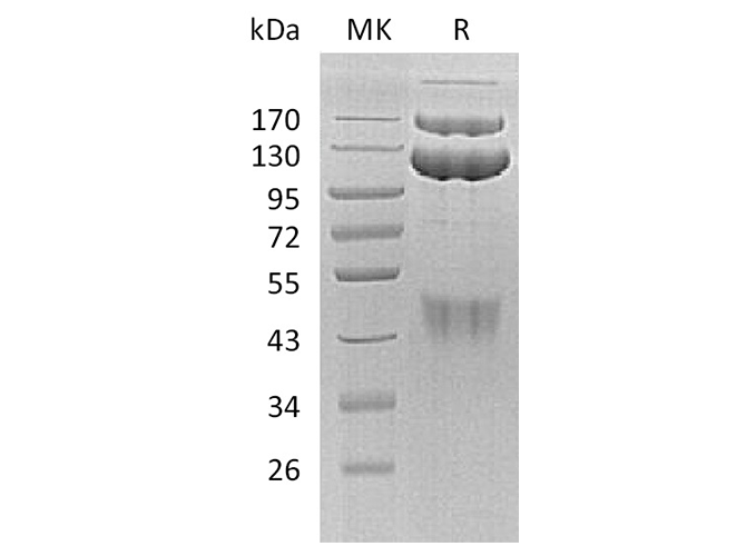 Валидация Elabscience PKSH032536(2994)
