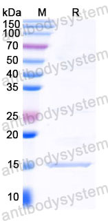 Валидация SDS-PAGE - AntibodySystem RXX00903