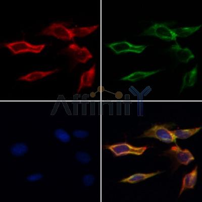 Валидация Affinity AF5469 - 3133