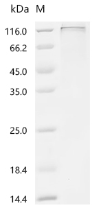 SDS-PAGE