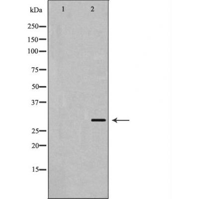 Валидация Affinity AF5401 - 3044