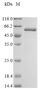 SDS-PAGE