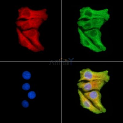 Валидация Affinity DF14189 - 10009