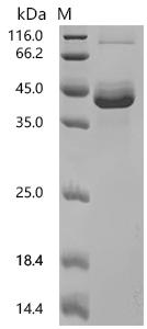 SDS-PAGE