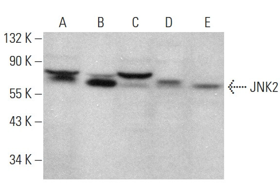 Валидация AssayVector ARM1582(1627)