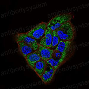 Валидация IF - AntibodySystem RHC12518