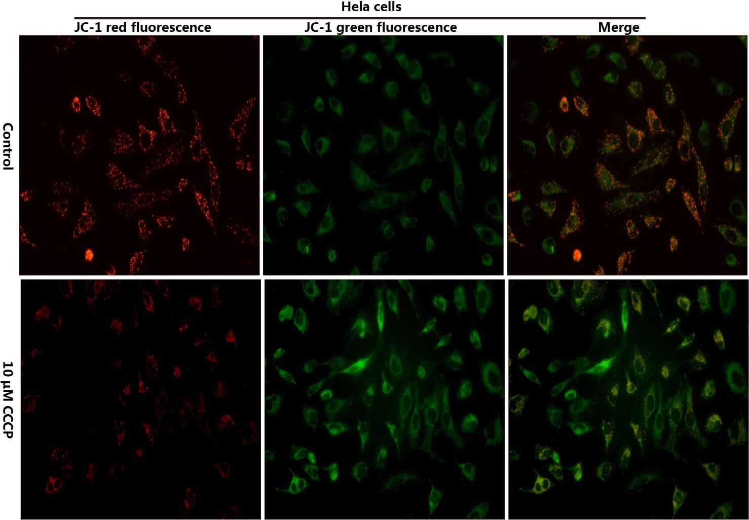 Валидация Elabscience E-CK-A301 - 84