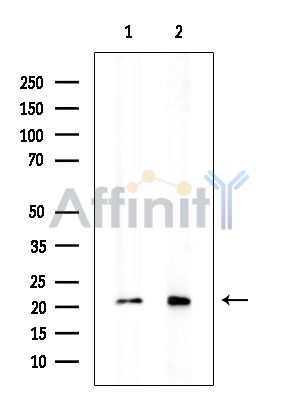 Валидация Affinity DF14525 - 10514