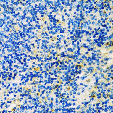 Валидация Elabscience E-AB-60706