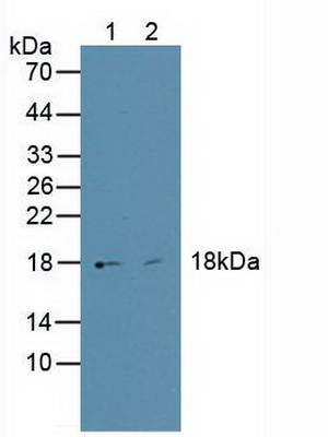 5037
