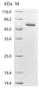 SDS-PAGE
