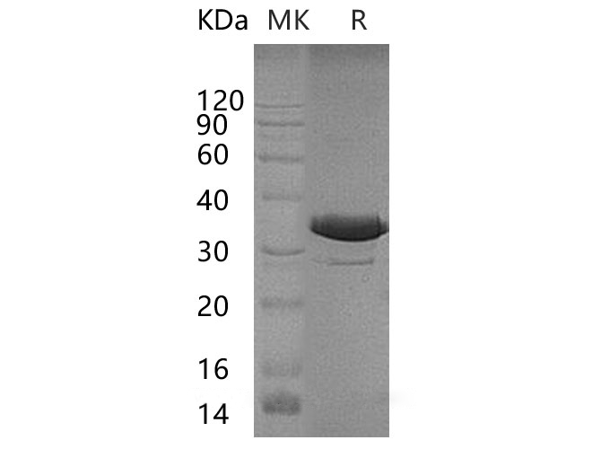 Валидация Elabscience PKSH032985(3373)