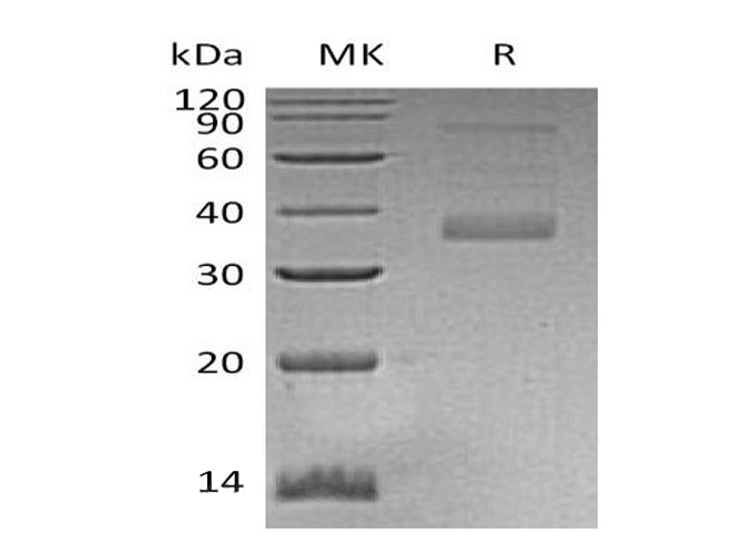 Валидация Elabscience PKSH032754(3179)